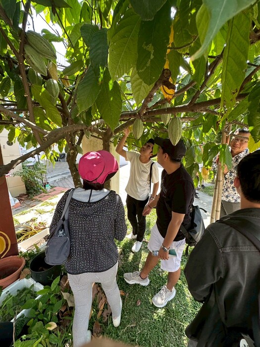 學生一窺可可樣貌圖片